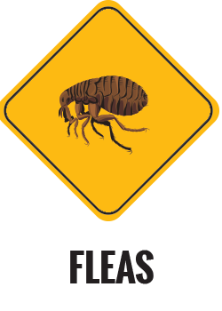 Fleas Control Gold Coast