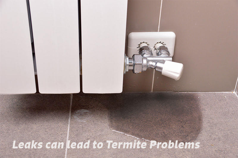 Leaks Can Lead to Termite Problems
