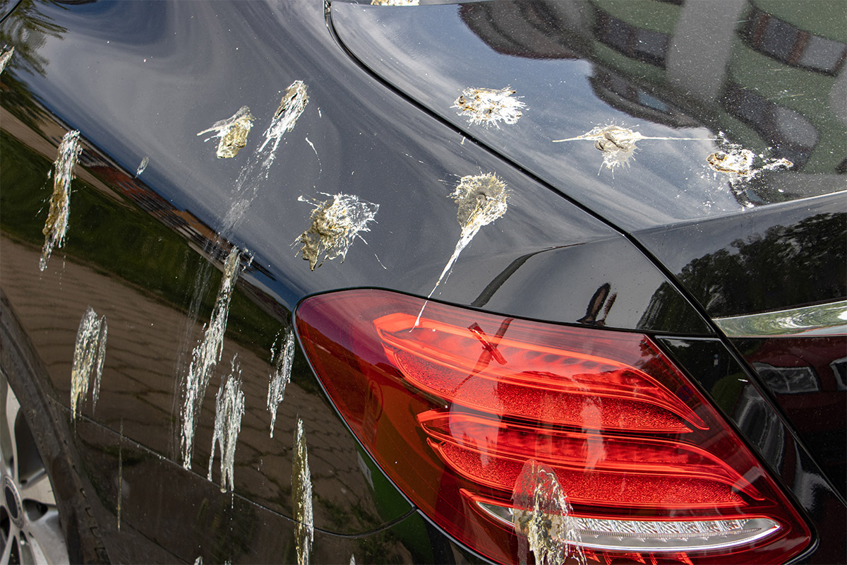 Bird Droppings On Car