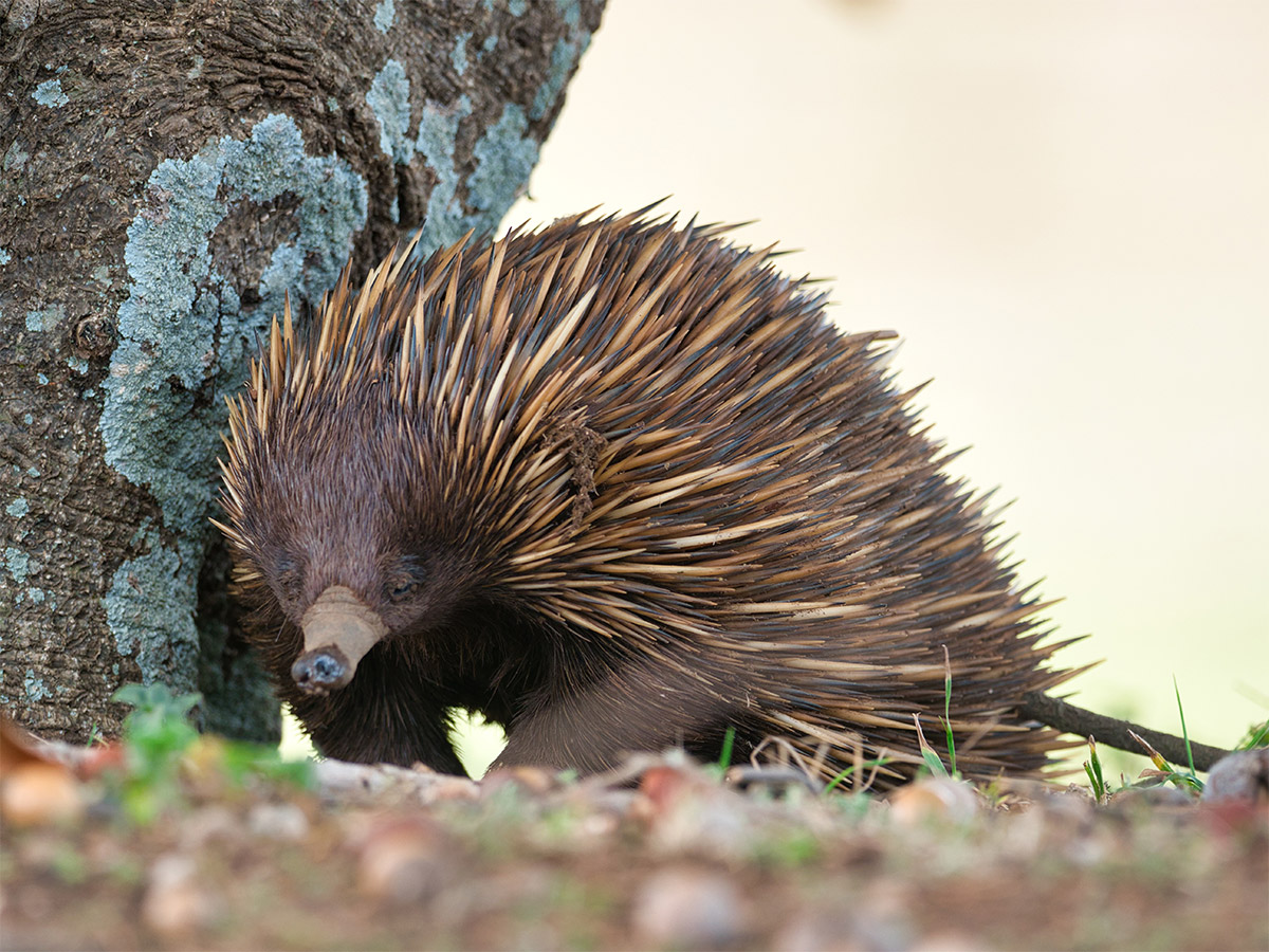 Echidna Next to Tree