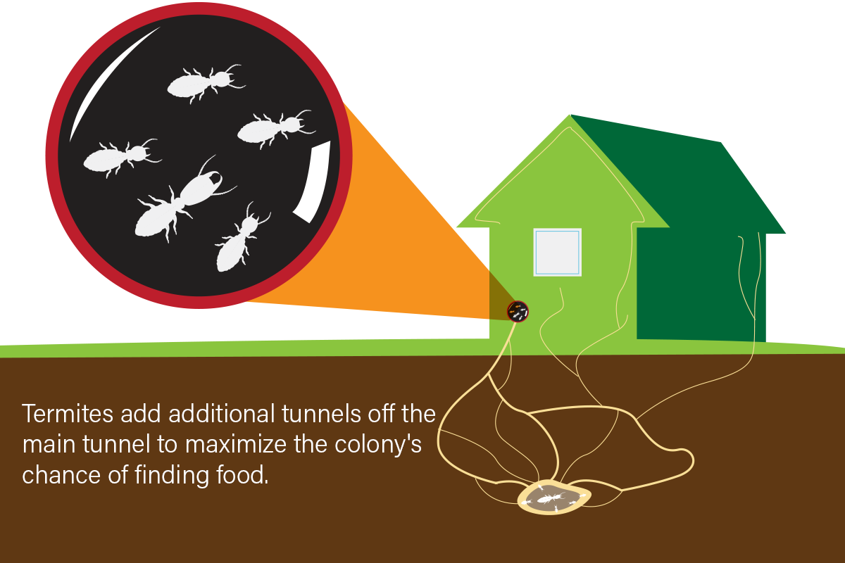 Subterranean Termite Nest