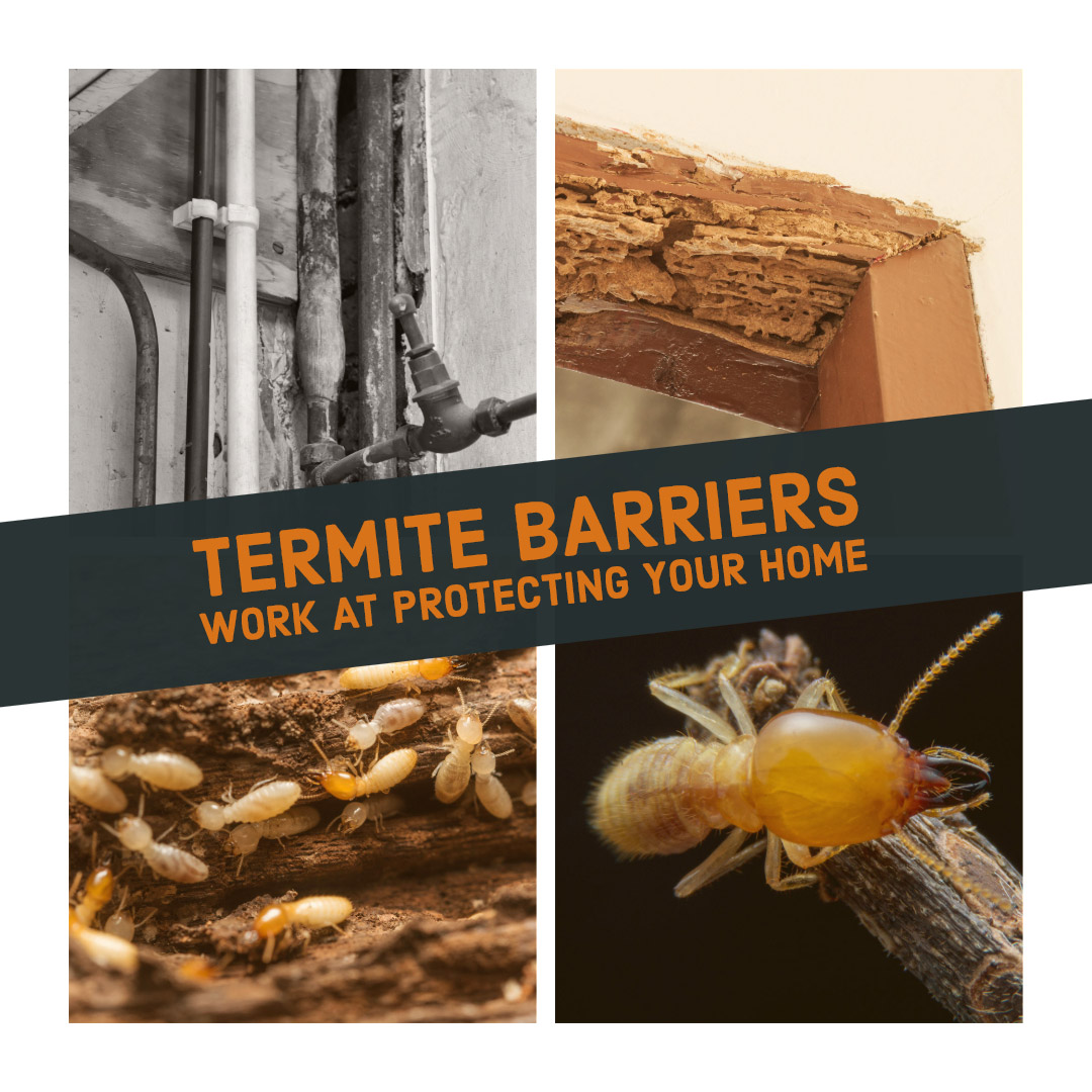 Termite Barriers Protect Your Home