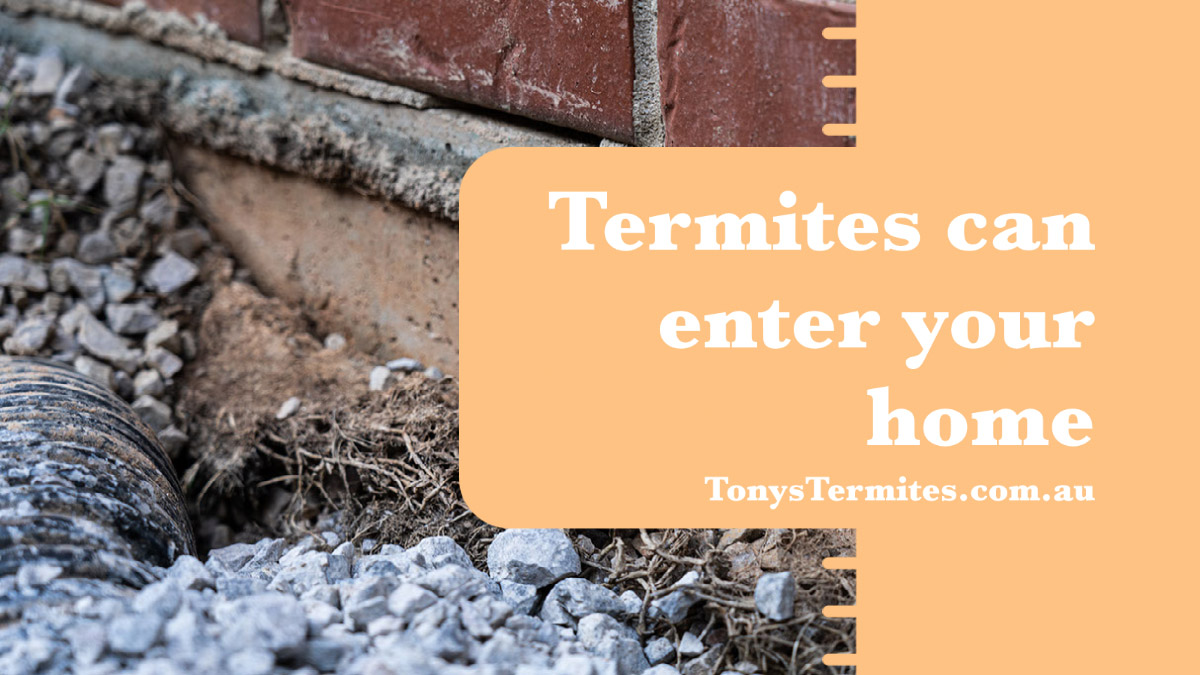 Termites Can Enter Your Home