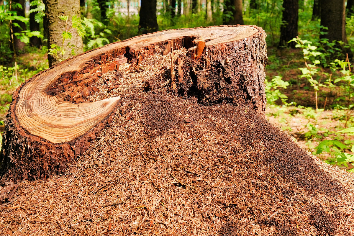 Tree Stump Termite Nest