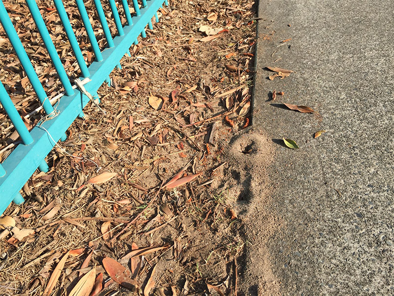 Coastal Brown Ant Nest