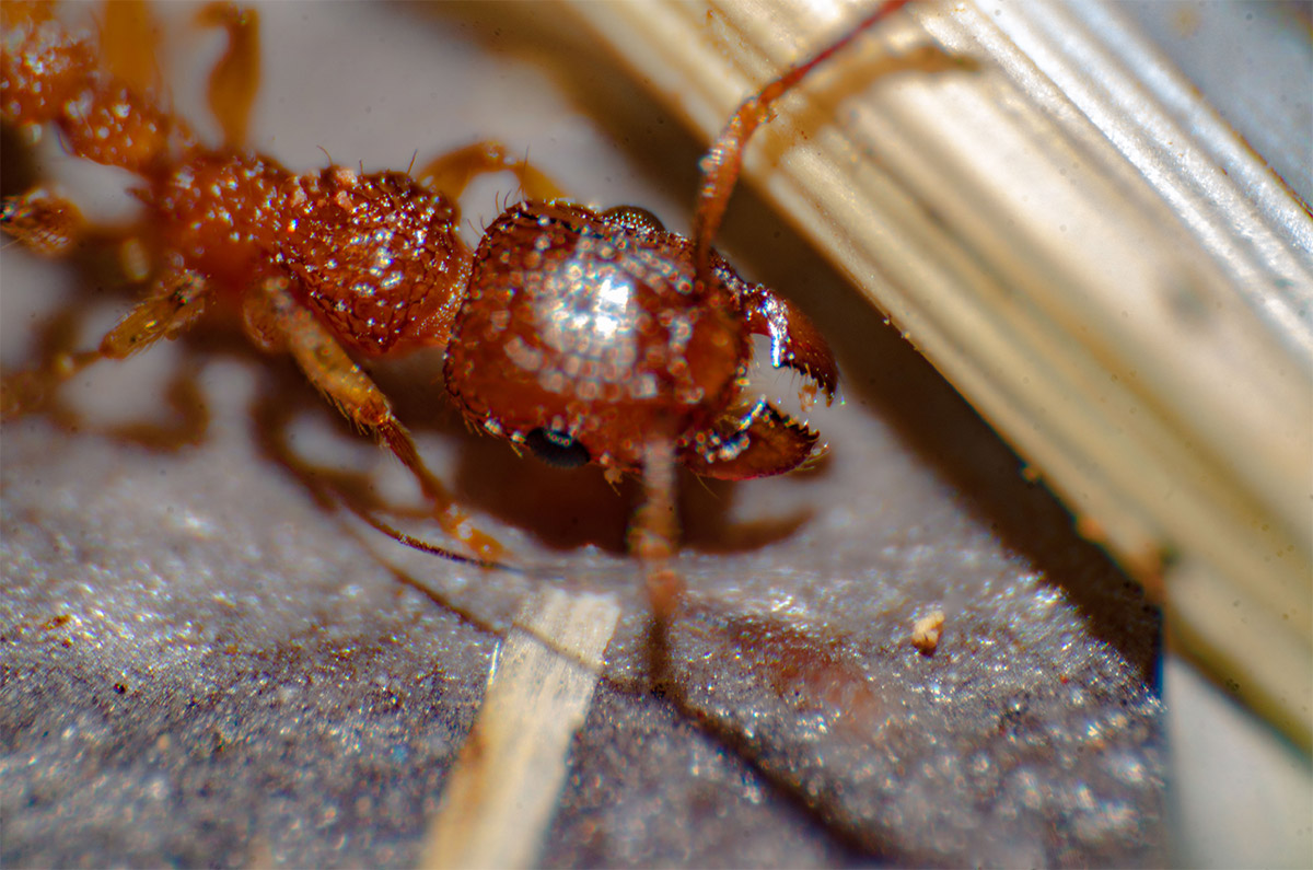 Fire Ant