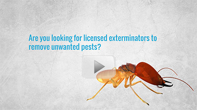Pest Control Gold Coast Video