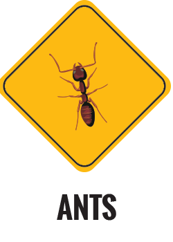 Ants Control Gold Coast
