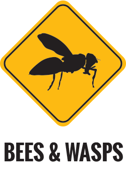 Bees Wasps Control Gold Coast