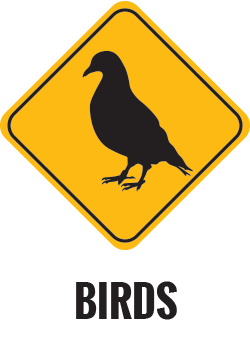 Bird Control Gold Coast