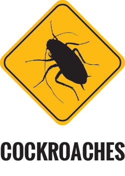 Cockroaches Control Gold Coast