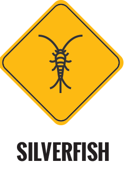 Silverfish Control Gold Coast