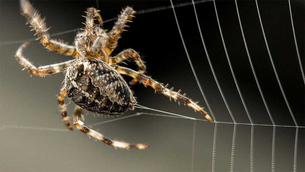 Spider Making a Web