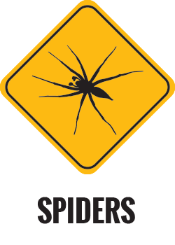 Spiders Control Gold Coast