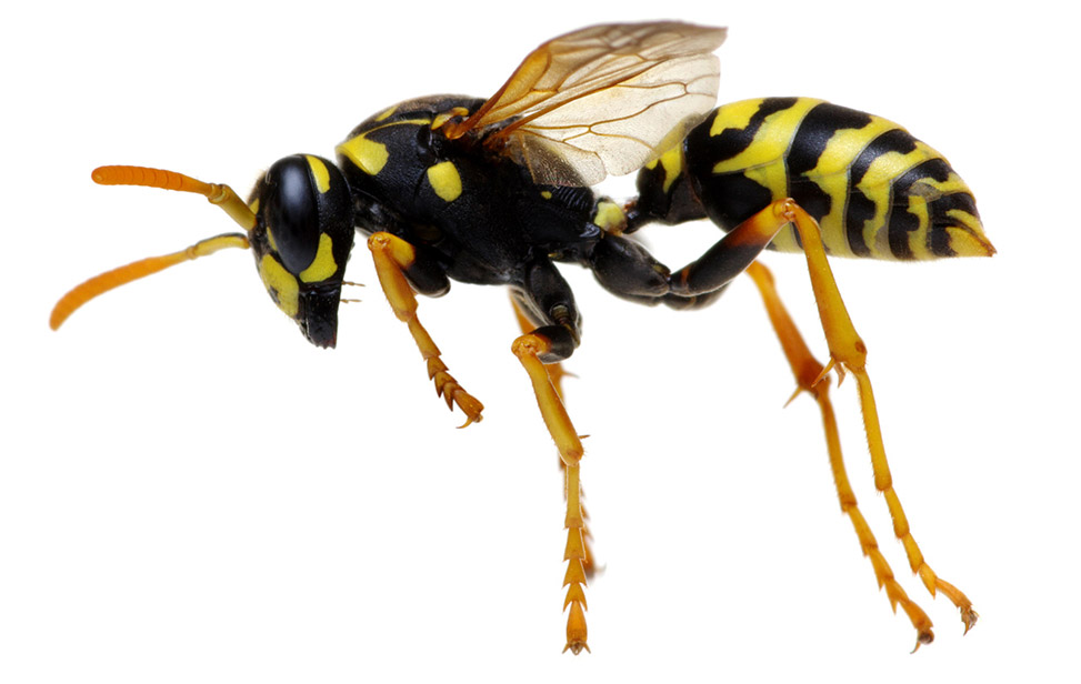 Wasp