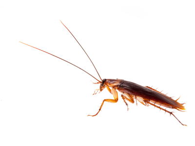 Cockroach moving