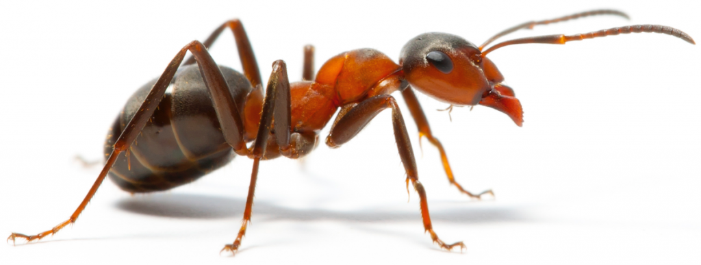 Gold Coast Ant Control And Eradication