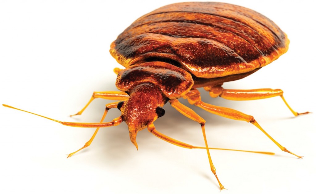 Gold Coast Bed Bug Control And Eradication