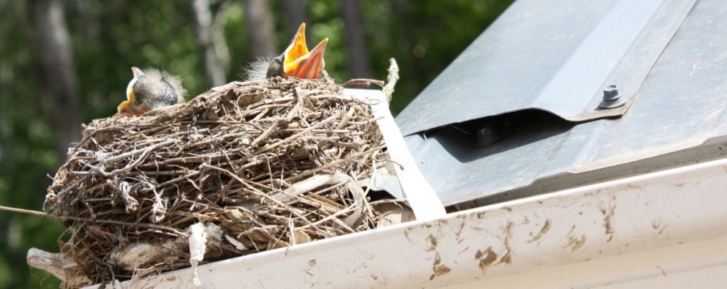 Gold Coast Bird Control And Removal