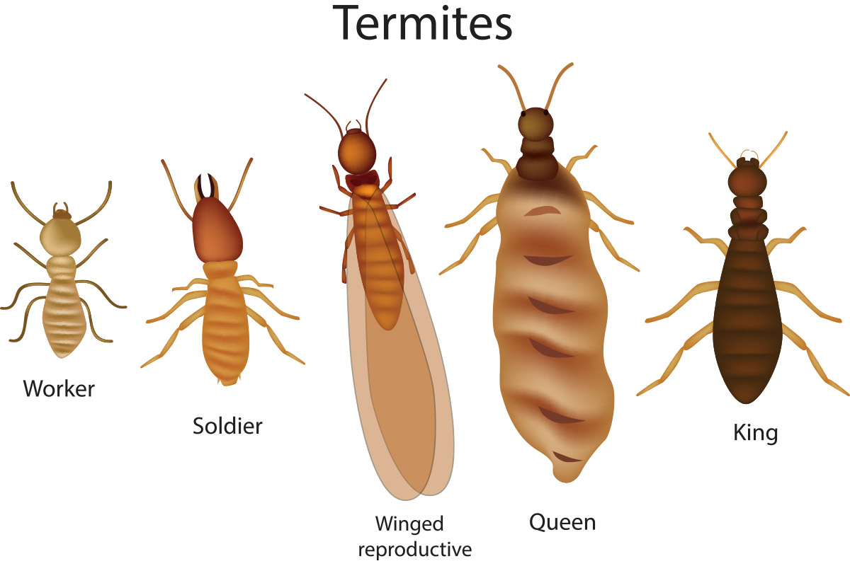 What Do Termites Look Like Without Wings Termites Inf - vrogue.co