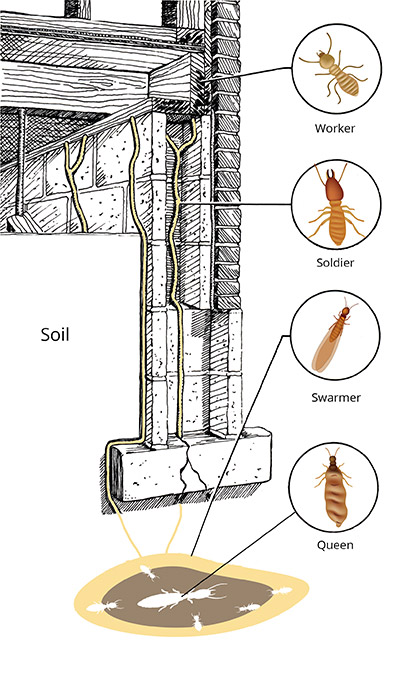 Termite Entry Points
