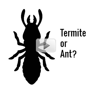 Termites or Ants Video