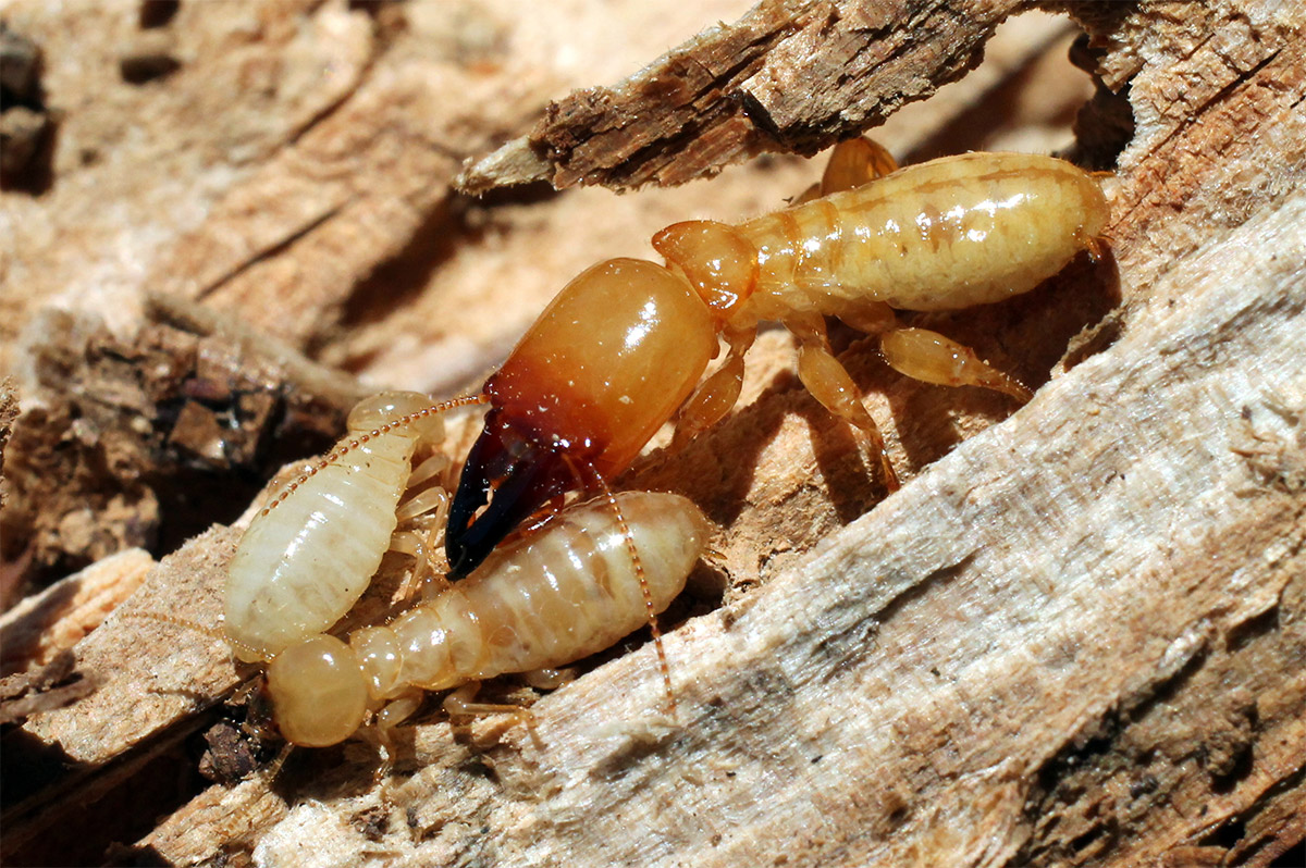 Worker and Soldier Termite