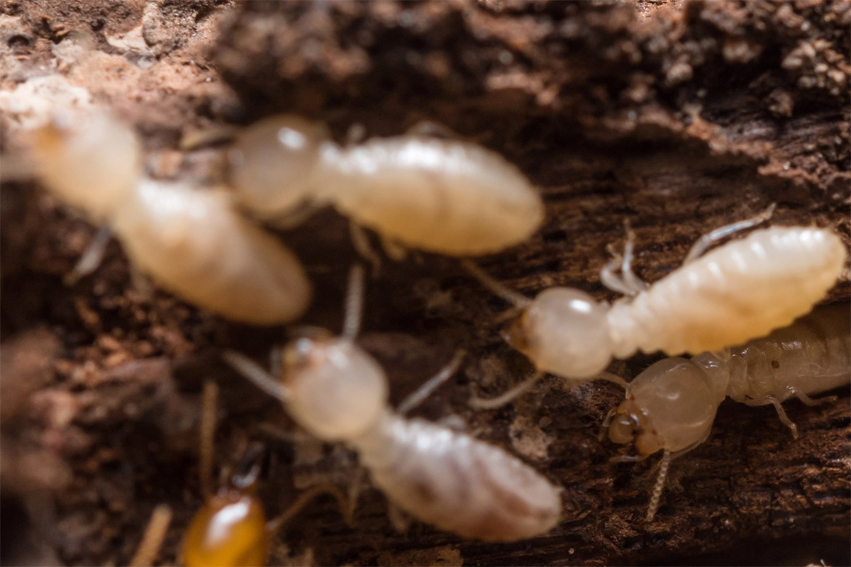 Worker Termite