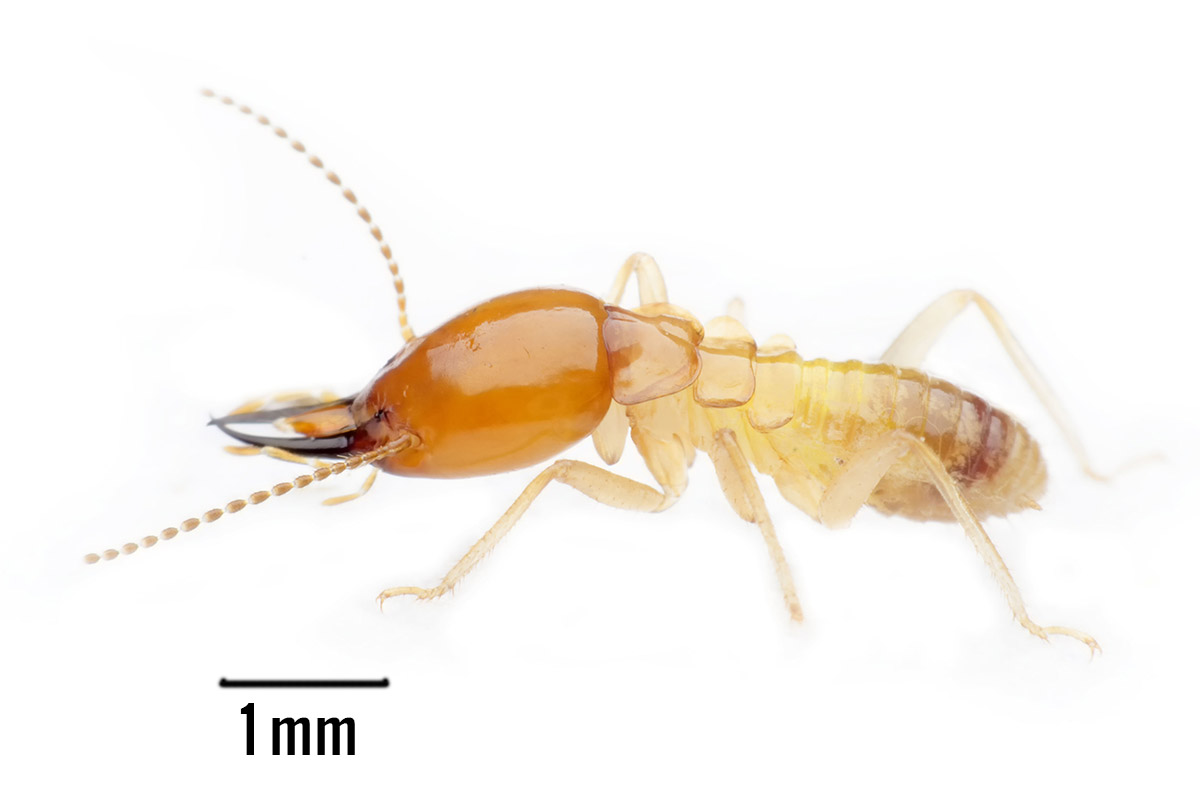 Most termites are Wingless Sterile Blind
