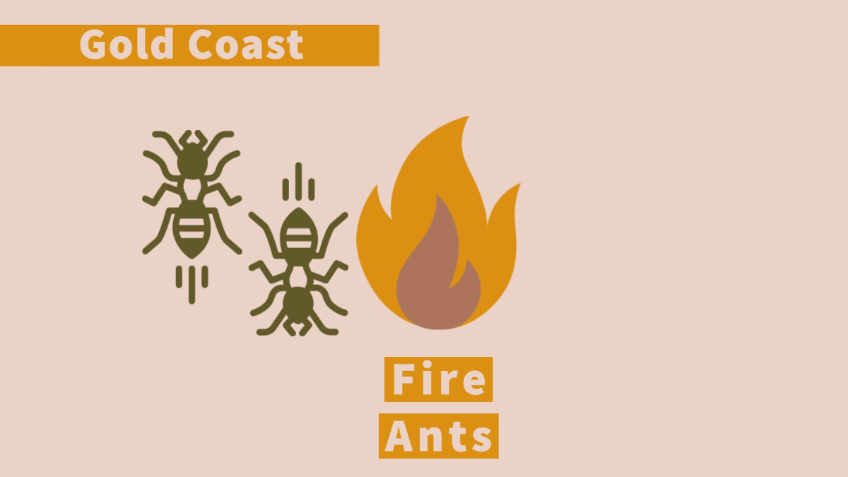 Fire Ants Gold Coast