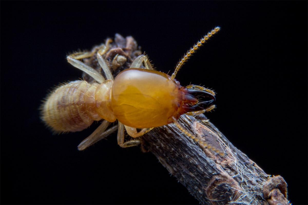 Termite Inspection Procedure
